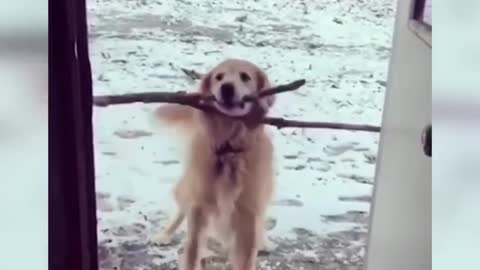 Funniest Dogs and Cats - Awesome Funny Pet Animals' Life new Videos