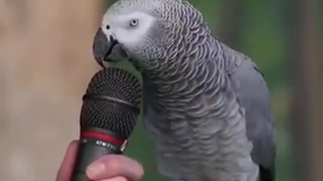 Einstein Parrot Talking Amazing video 😙😙😙