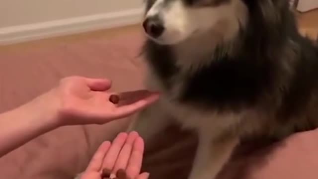 Dog is getting angry due to confusion