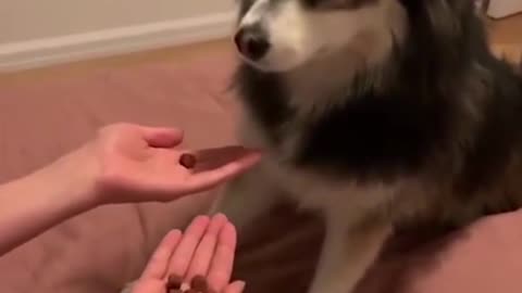 Dog is getting angry due to confusion