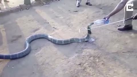 Cobra Drinks Water From Bottle