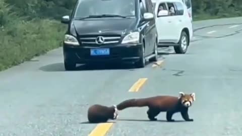 Red pandas street protests 😂