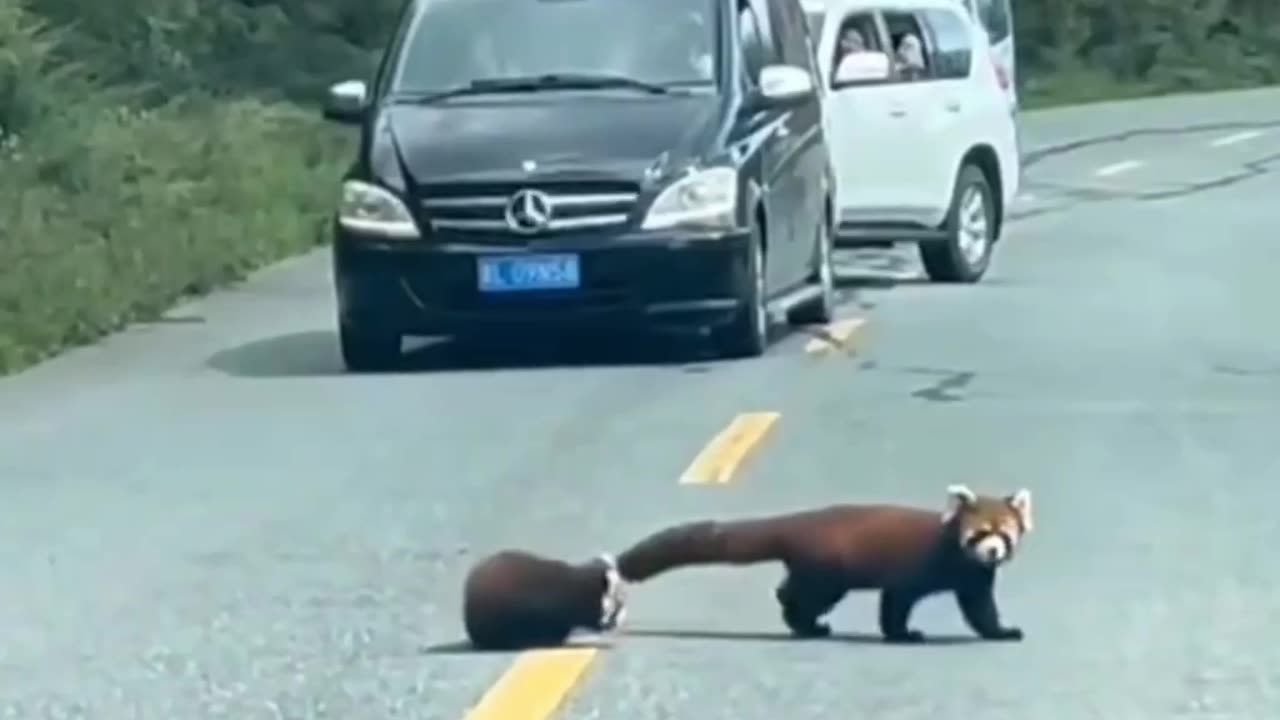 Red pandas street protests 😂