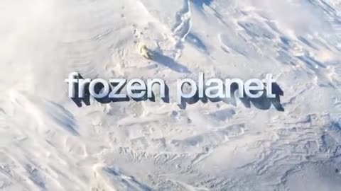 Frozen Planet: Orca Wave Washing