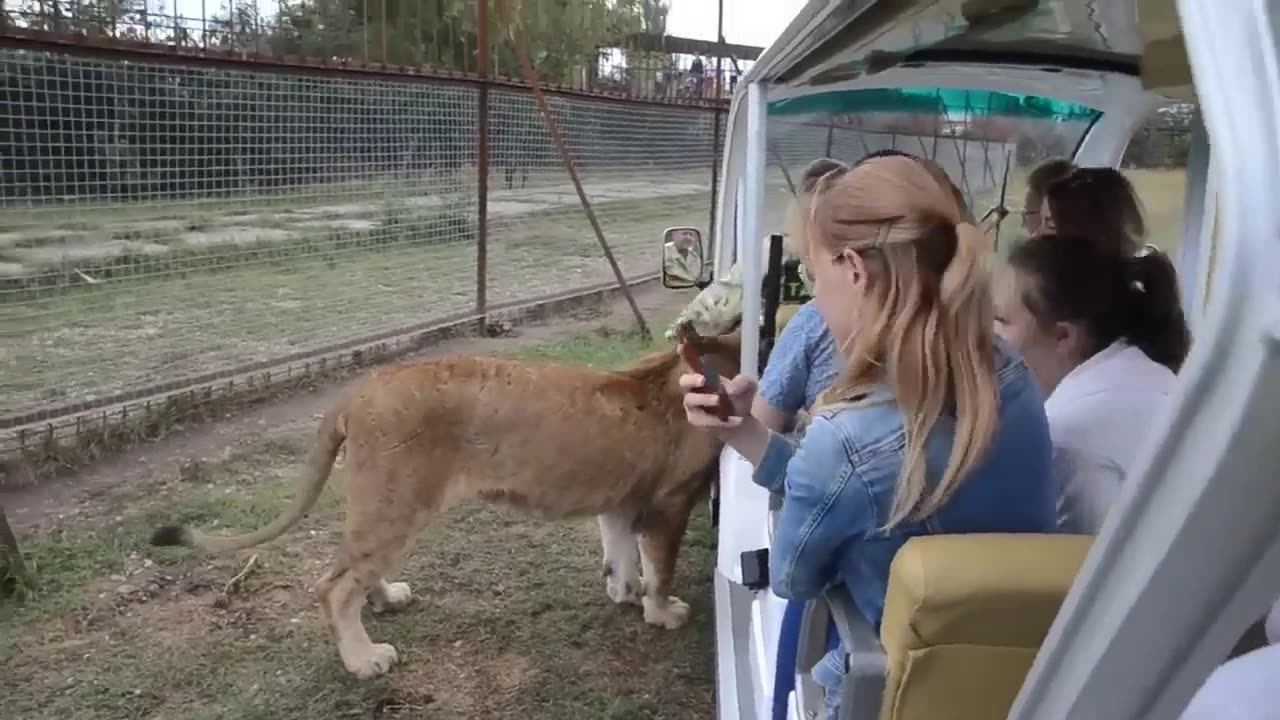 Pet Lion in the Car