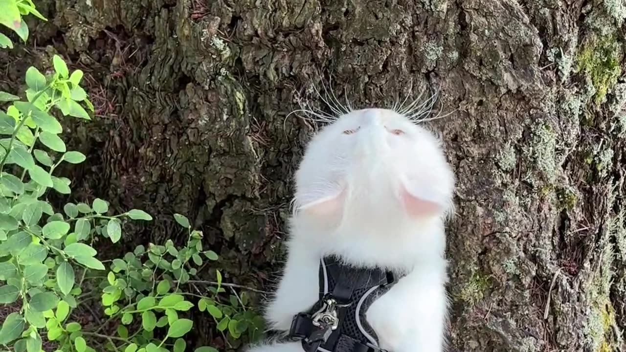 Floofy Cat in Action: From Zoomies to Cuteness Overload!