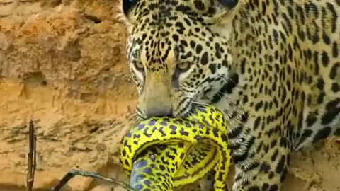 Tigerattack