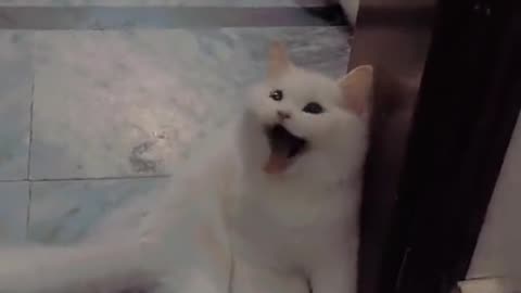 Funny cats
