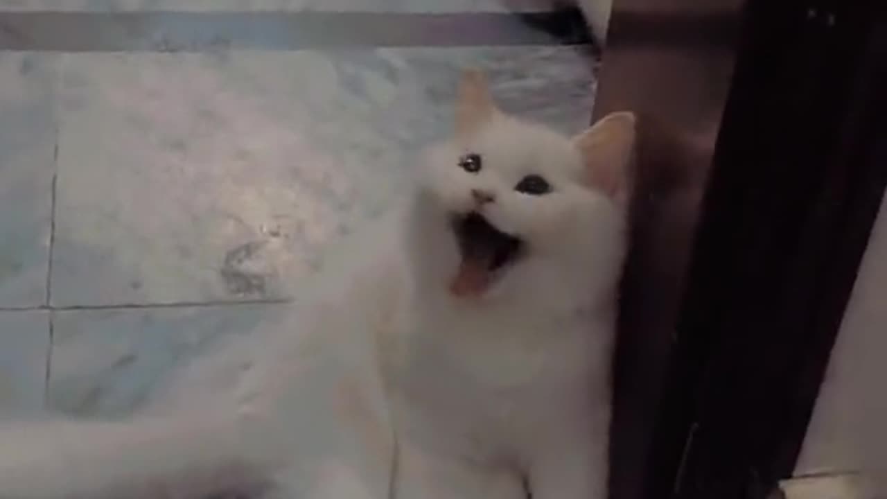 Funny cats
