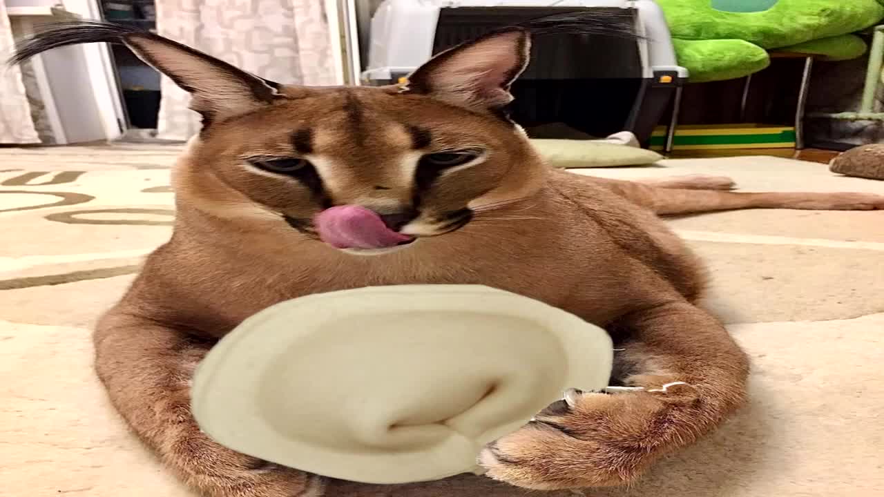 The cat tells how to cook dumplings (slap meme)