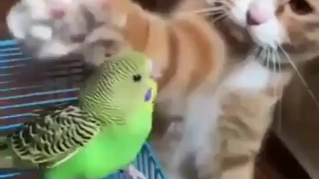 Cats funny