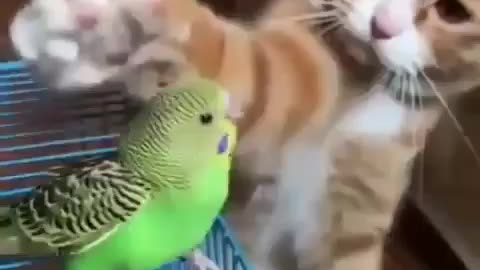 Cats funny
