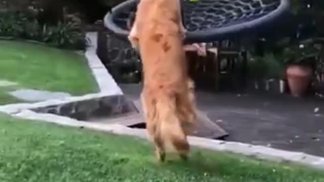 TW cute and funny Dogs