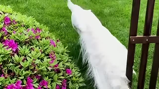 White Peacock