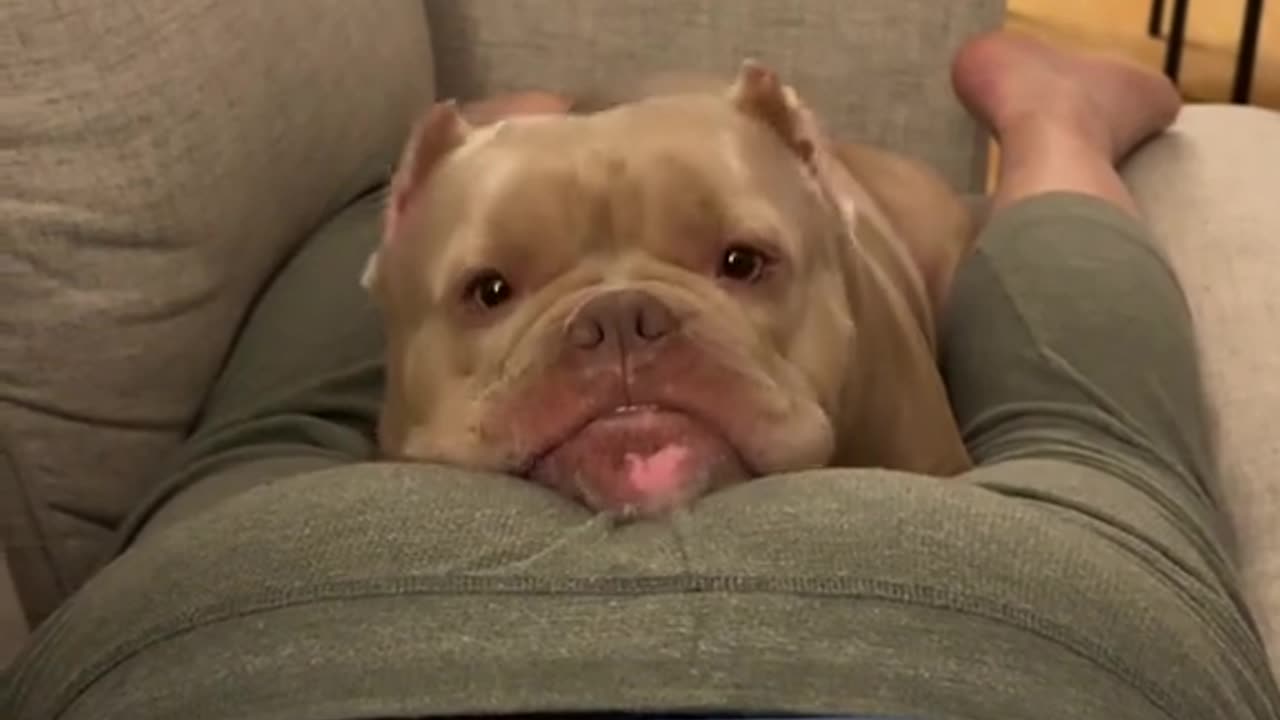 Dog Reaction Her Owner Is Fat 😂🤣😅