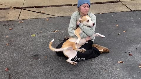 Acrobatic Doggy Does Happy Flips after Seeing Friend Again