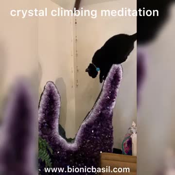 A Day In The Life Of Parsley The House Panther