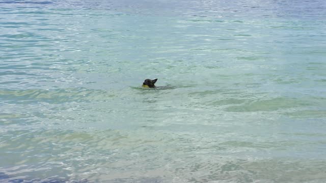 Dog swims in the sea to retrieve a coconut