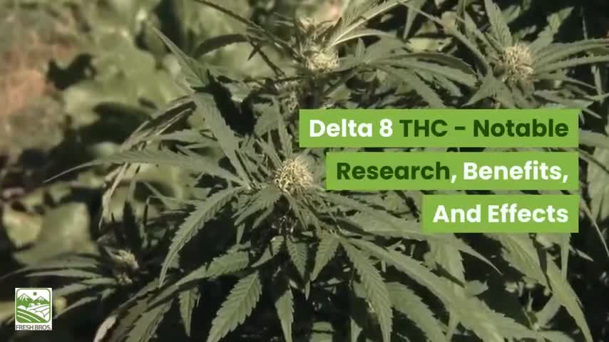 DELTA 8 BENEFITS