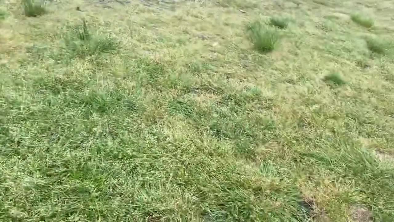 German Shepherd vs Pitbull in the Park!