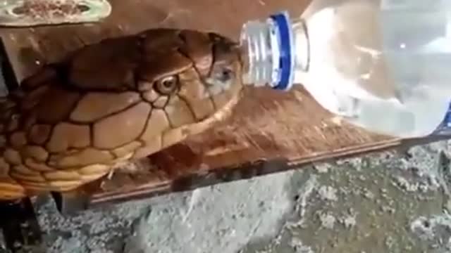 Watch how you drink snake water