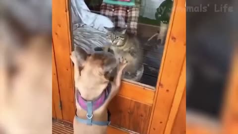 Cat and Dog Fight-