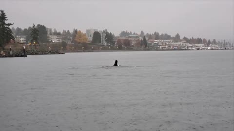 Sea Lions Put on a Show for Crab Fishers