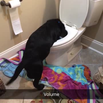 Puppy Gets Caught Red-Handed Playing In The Toilet!
