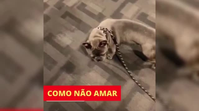 dogs of others, me and my dog 🐶, funny dog