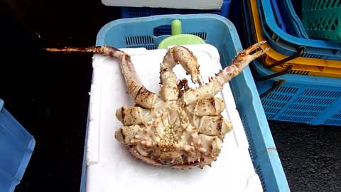 poor japanese crab