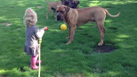 Onze dochter speelt met onze 3 Boerboels