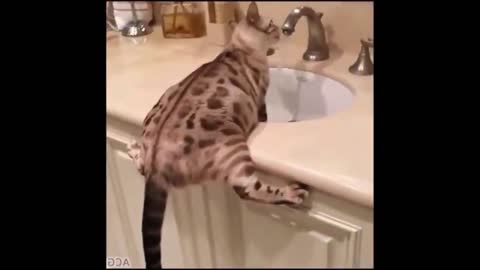 It's funny to tears!