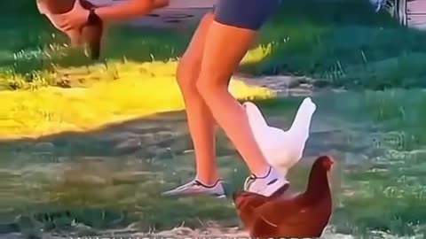 Animal funny video🤣🤣🤣🤣