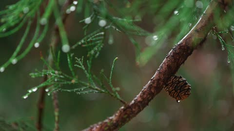 Rain in The Forest