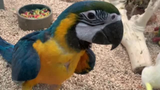 Blue and Gold Macaw