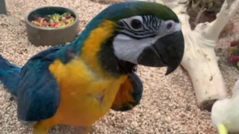 Blue and Gold Macaw