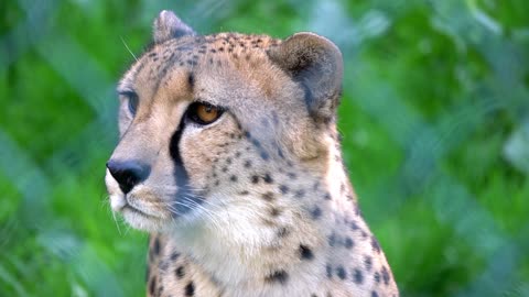 beautiful Cheetah resting in zoo