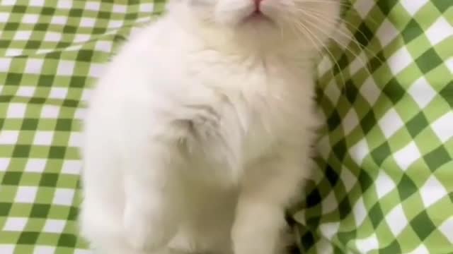 Cute kitten🐱🧡