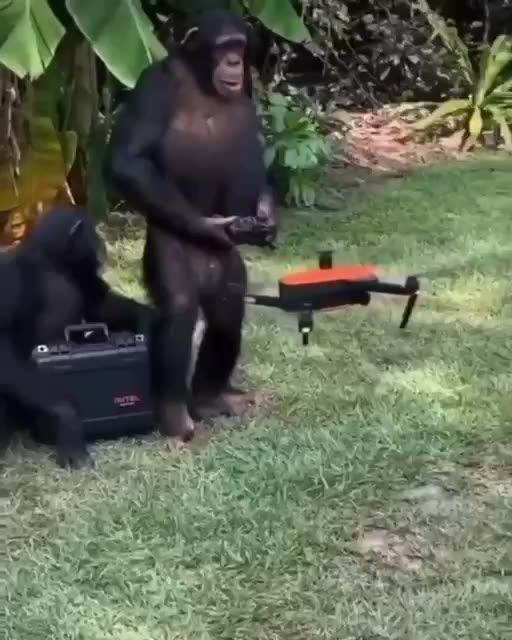 Planet of the Apes soon 😱😱