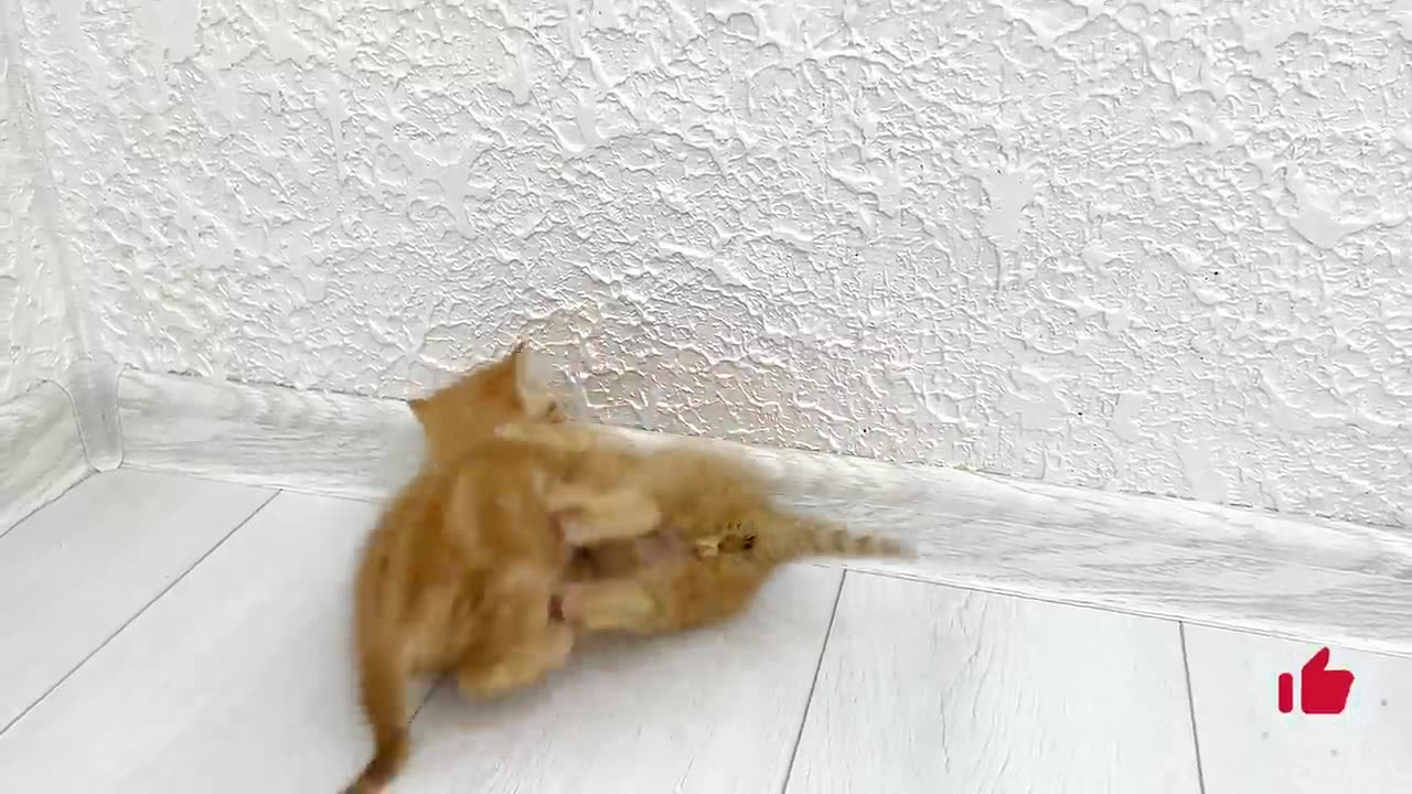 Kittens fighting - mother cat punishes her kittens