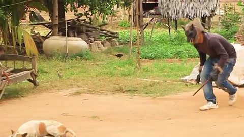 Dog prank