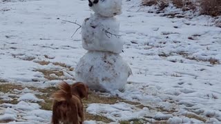 Milo not happy with the new resident in the backyard