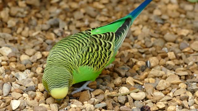 How beautiful this bird isا898