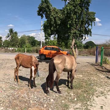 Horses at the Schoolyard: A Neighborhood Adventure