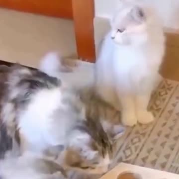 PETS NEVER LIE ABOUT LOVE-23 #shorts