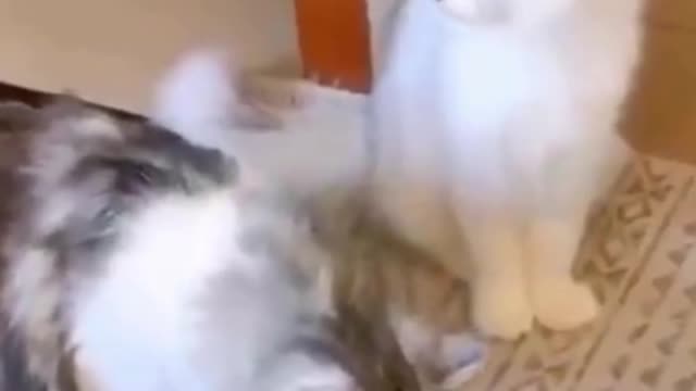 PETS NEVER LIE ABOUT LOVE-23 #shorts