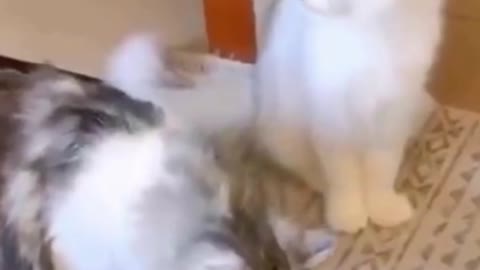 PETS NEVER LIE ABOUT LOVE-23 #shorts