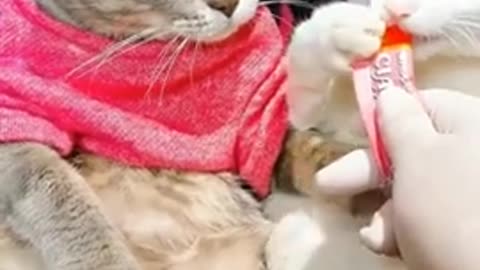 Baby Cats Cute and Funny Cat Videos