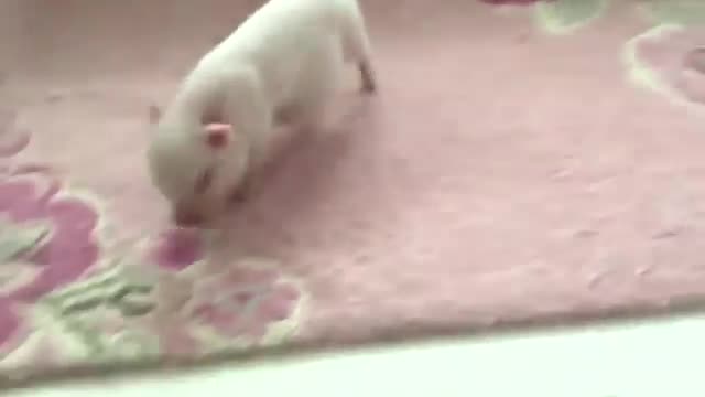 Crazy animals and funny videos