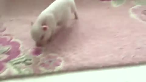 Crazy animals and funny videos
